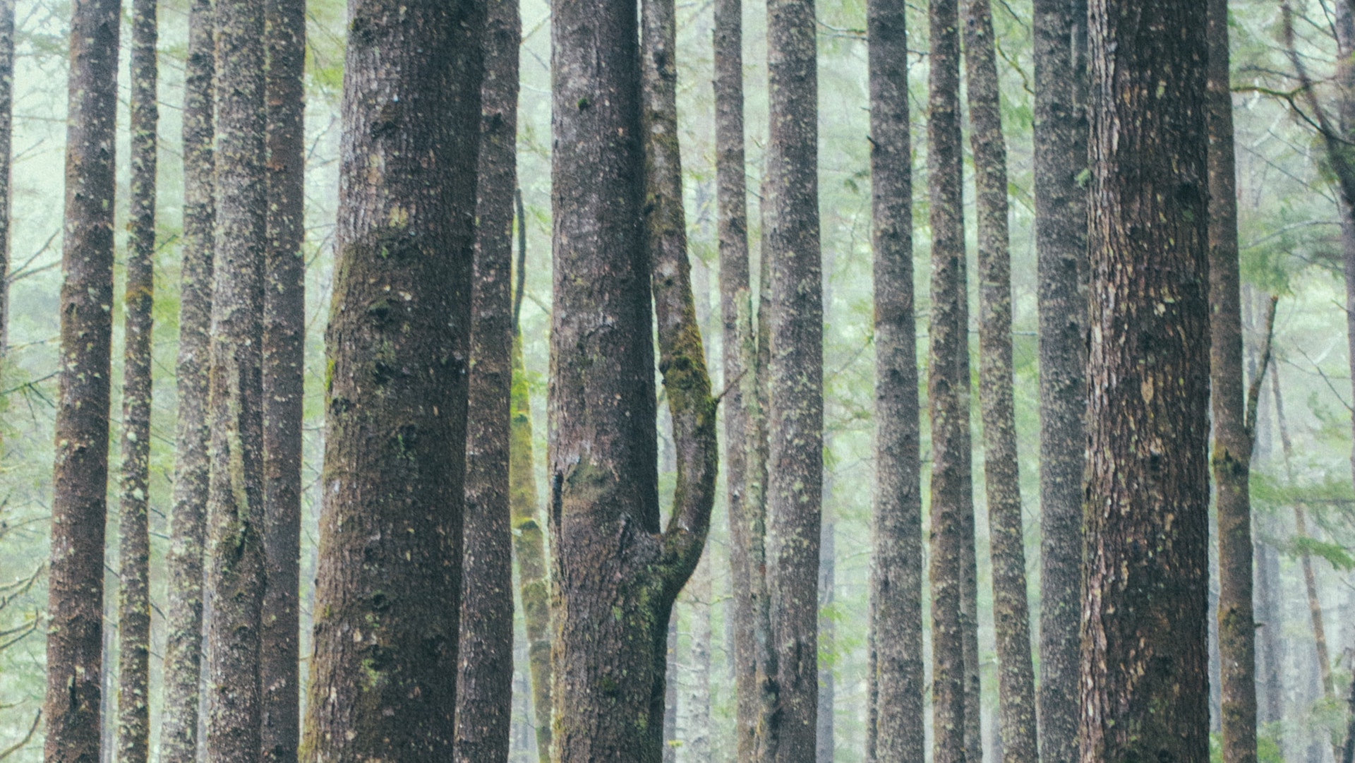 A grove of trees at Ecola State Park in Clatsop County, Oregon.